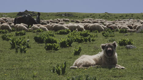 Caucasian-Shepherd-Dog-resting-on-a-meadow-nearby-sheep-herd-during-sunny-day