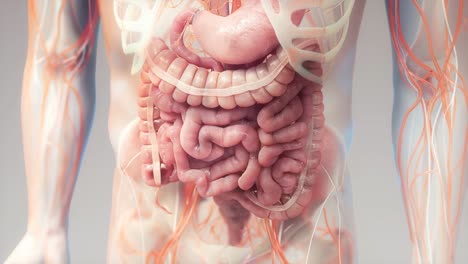 Animaciones-Sistema-Digestivo-Humano-|-Intestino-Grueso-Animado