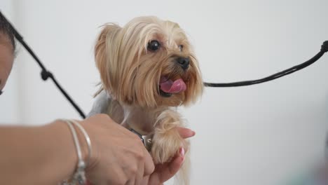 Dog-groomer-clipping-nails-of-yorkshire-terrier-in-a-dog-salon