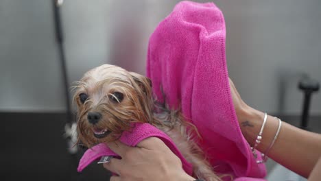 Drying-yorkie-with-a-towel-after-a-bath-in-dog-salon