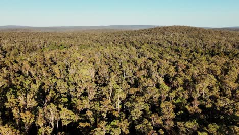 Filmisches-Schwenken-Der-Baumkronen-In-Den-Wäldern-Des-Alten-Wachstumsstaates-Im-Südwesten-Australiens