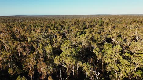 Cinematic-panning-of-the-canopy-in-South-Western-Australia's-old-growth-state-forests