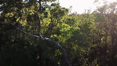 Panorámica-Cinematográfica-Del-Dosel-En-Los-Bosques-Antiguos-Del-Suroeste-De-Australia