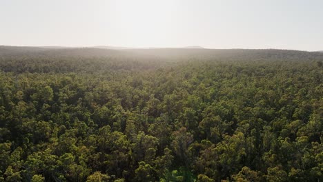 Filmisches-Schwenken-Der-Baumkronen-In-Den-Wäldern-Des-Alten-Wachstumsstaates-Im-Südwesten-Australiens