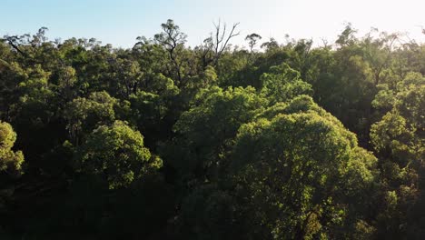 Cinematic-panning-of-the-canopy-in-South-Western-Australia's-old-growth-state-forests