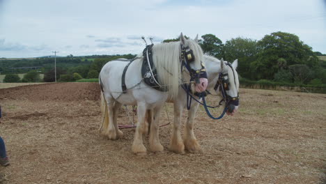 Traditional-Gypsy-Horses-At-The-Field