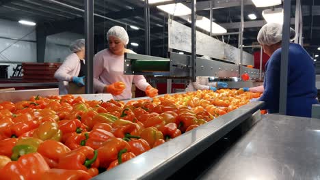 Commercial-hydroponic-hothouse-greenhouse-workers-hand-sort-yellow-peppers-and-vegetables-on-conveyor