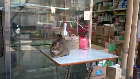 Katze-Sitzt-Auf-Einem-Tisch-Vor-Einem-Geschäft-In-Hongkong