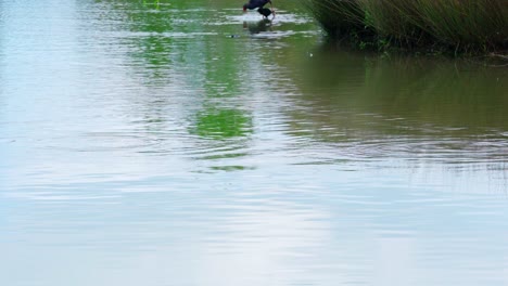 Wild-bird-playing-on-water
