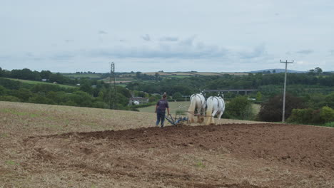 Working-Shire-Horses-And-A-Woman-Ploughing-At-The-Field-During-Great-Trethew-Rally-In-Liskeard,-UK
