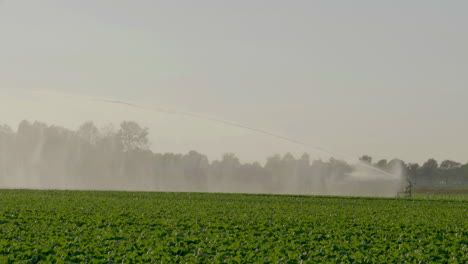 4K---Large-sprinkler-creating-rainscreen-over-crops