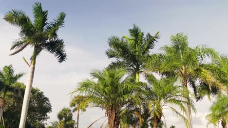 Palm-trees-blowing-in-the-wind-in-a-park-by-the-ocean-on-the-gulf-coast-in-Cape-Coral,-Florida