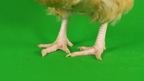 Close-up-of-live-chicken-feet-on-a-green-screen-background