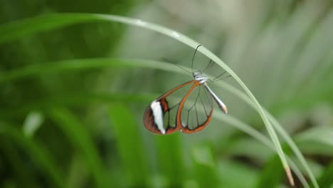 Close-up-shot-Glasswing-Butterfly-upside-down-with-vibrating-antennae