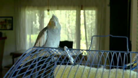 Pet-cockatiel-parakeet-bird-standing-on-top-of-its-cage-looking-around-curiously-at-the-camera