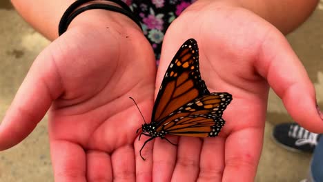 Butterfly-hangs-onto-little-girls-hand,-opening-and-closing-showing-its-beautiful-wings