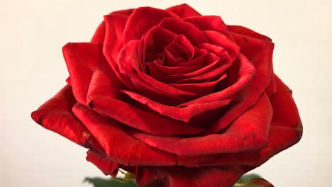 Red-rose-on-white-wall-background