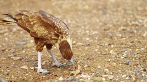 Close-up-of-juvenile-northern-crested-caracara-eating-bread-in-desert,-SLOWMO