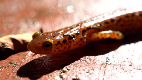 Nahaufnahme-Der-Seite-Eines-Langschwänzigen-Salamanders,-Während-Er-Langsam-Geht