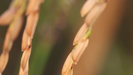 Thailändische-Reispflanzen-In-Der-Provinz-Surin,-Thailand