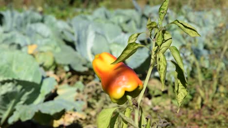 Natural-pepper-growing-in-garden