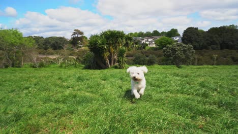 Two-dogs-play-in-the-dog-park-in-east-Auckland