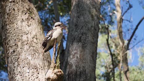 Kookaburra-Se-Sienta-En-El-árbol--Slowmotion-.queensland--australia