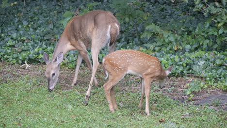 Fawn-and-doe-eating-grass-by-woods-together