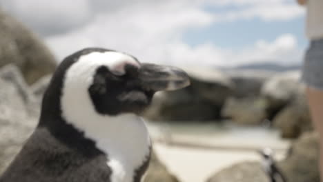 Close-up-of-penguin-on-beach-in-South-Africa