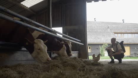 Junge-Frau-Beobachtet-Kühe,-Die-Auf-Einem-Bio-Milchviehbetrieb-Auf-Heu-Grasen