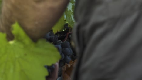 Close-up-on-someone's-hands-using-clippers-during-grapes-harvest