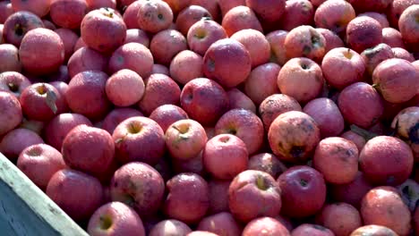 Closeup-with-camera-turning-just-above-a-bin-full-of-ripe,-rotting,-sweating-red-apples-in-the-morning-light