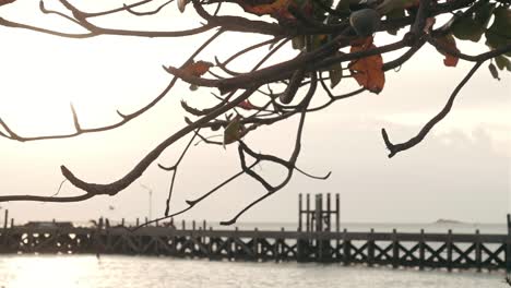 Tree-branches-at-sunset-with-pier-on-background