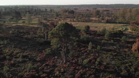 Aerial-view-with-in-the-foreground-a-pine-tree-in-the-middle-of-a-moorland-landscape-going-up-revealing-the-wider-surrounding-behind-it