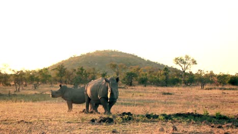Un-Rinoceronte-Con-Su-Hijo---Dos-Rinocerontes