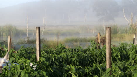 Static-locked-down-shot-in-crop-of-vegetables-against-a-misty-swampland-background-with-beautiful-white-dog-walking-past