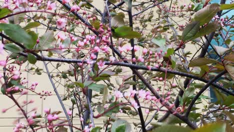 Close-up-of-a-beautiful-pink-prunus-tree-blowing-in-the-wind