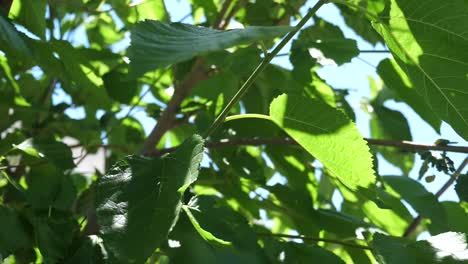 Maulbeerblätter-Bewegen-Sich-In-Einem-Leichten-Wind