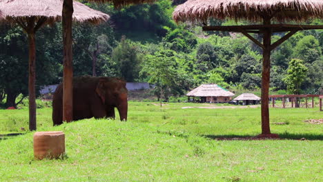 Elephant-standing-in-the-shade-in-middle-of-the-field