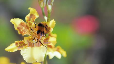Escarabajo-Ampolla-En-Flor-Amarilla