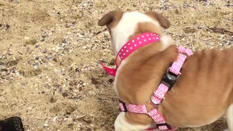 Bulldog-puppy-on-a-beach-in-slow-motion