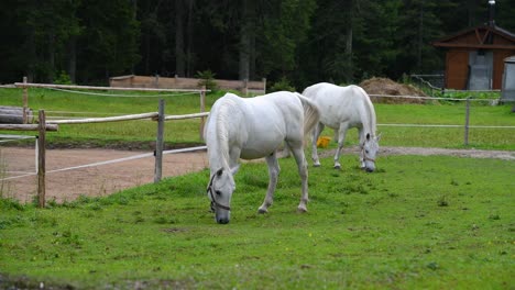 Pferde,-Die-Gras-Auf-Einem-Ländlichen-Bauernhof-In-Europa-Fressen