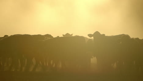 Heavily-backlit-cows-kicking-up-dusty-ground-at-sunset