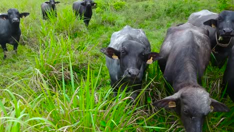 Curious-water-buffaloes-looking-at-the-camera-and-grazing