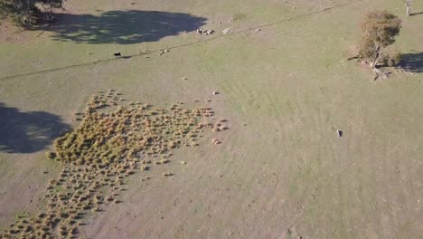 Aerial-flight-over-rocky-grassland-in-Australia,-birds-eye-perspective-moving-forward-and-tilting-up