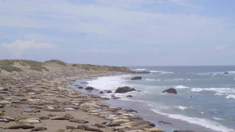 Elephant-Seals-Lying-on-the-Beach
