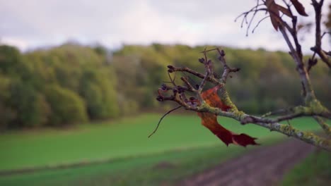 Das-Letzte-Herbstblatt,-Das-Am-Baum-Hängt