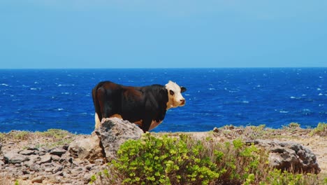 Free-range-cow-by-the-sea-staring-directly-at-the-camera,-SLOW-MOTION
