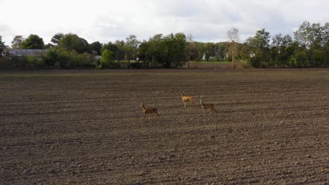 Drei-Hirsche,-Die-über-Ein-Feld-Laufen