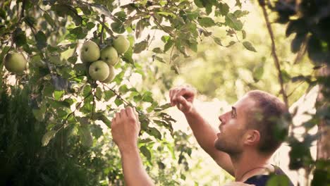 Mann-Pflückt-Grüne-Äpfel-Vom-Baum-Und-Lächelt-Für-Die-Gute-Ernte